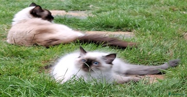 Ragdoll cats - Advert 16