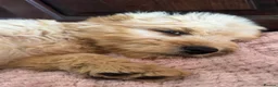 Mini Goldendoodle dogs for sale: Health-Tested Family Happy Sociable Goldendoodles - Advert 26