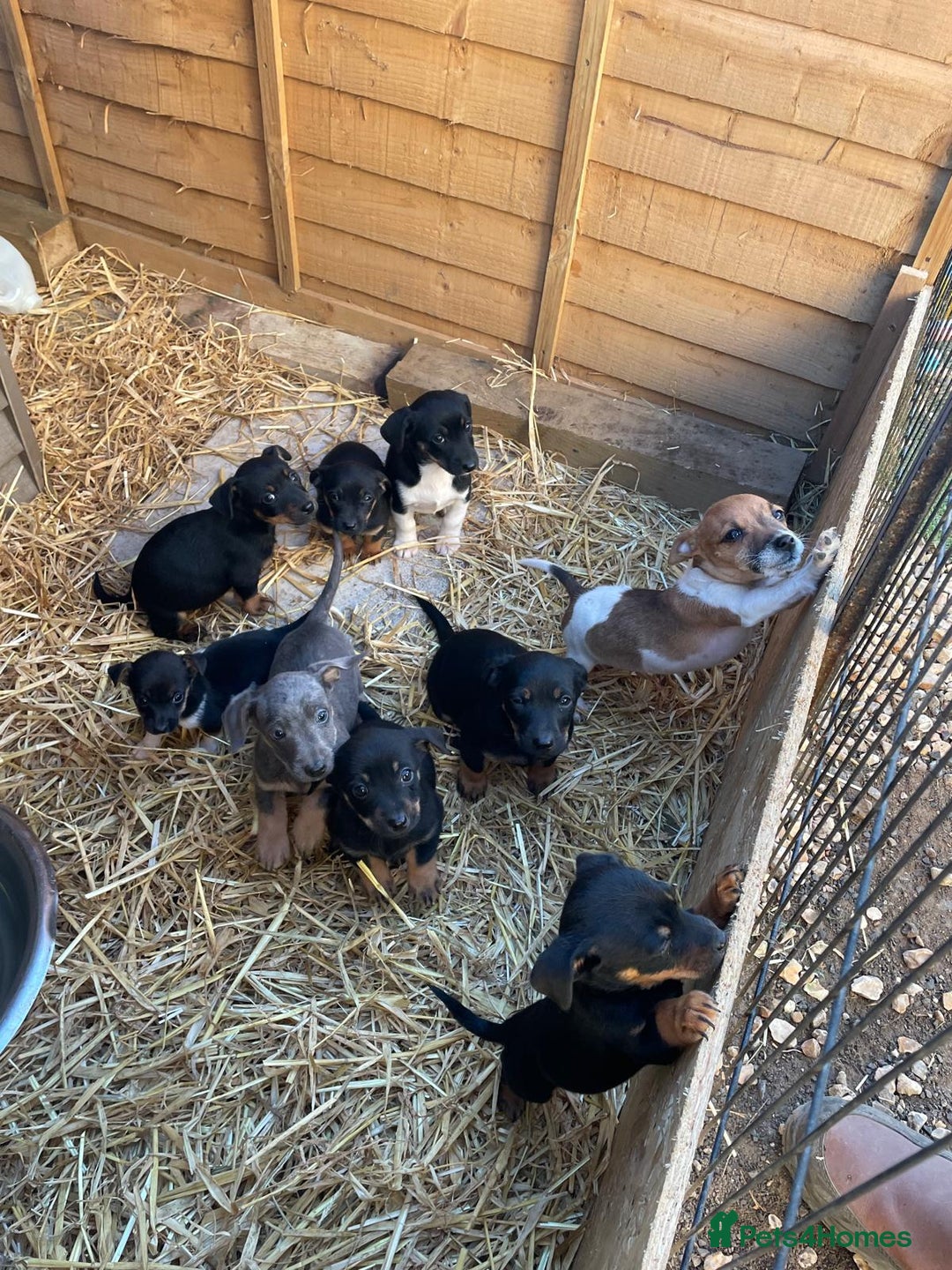 Jack Russell dogs for sale: Adorable Jack Russell puppies  - Image 5