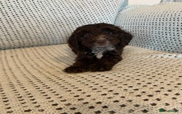 Cockapoo dogs for sale: Show type cockapoo - Image 10