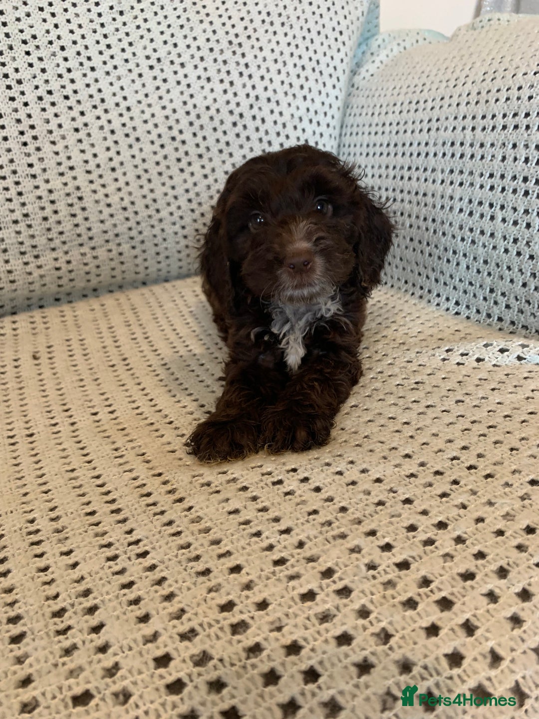 Cockapoo dogs for sale: Show type cockapoo - Image 10