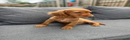 Cocker Spaniel dogs for sale: working cocker spaniels  - Advert 4