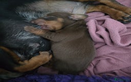 Miniature Dachshund dogs for sale: Galaxy Chocolate: Your Sweetest Adventure Awaits! - Image 22