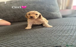 Cockapoo dogs for sale: Cockapoo Pups - Image 15