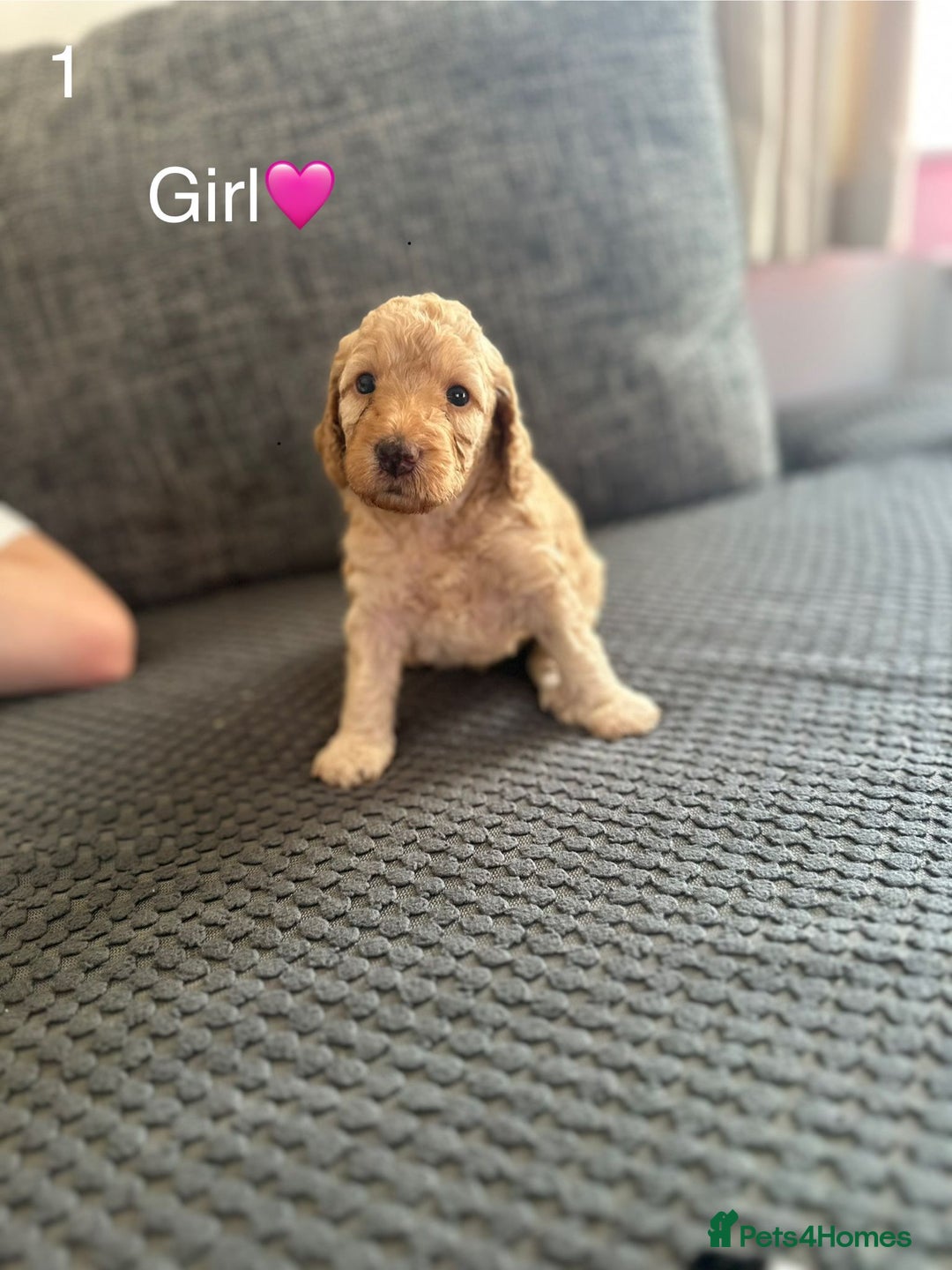 Cockapoo dogs for sale: Cockapoo Pups - Image 15