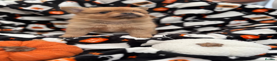Mixed Breed Puppy 2
