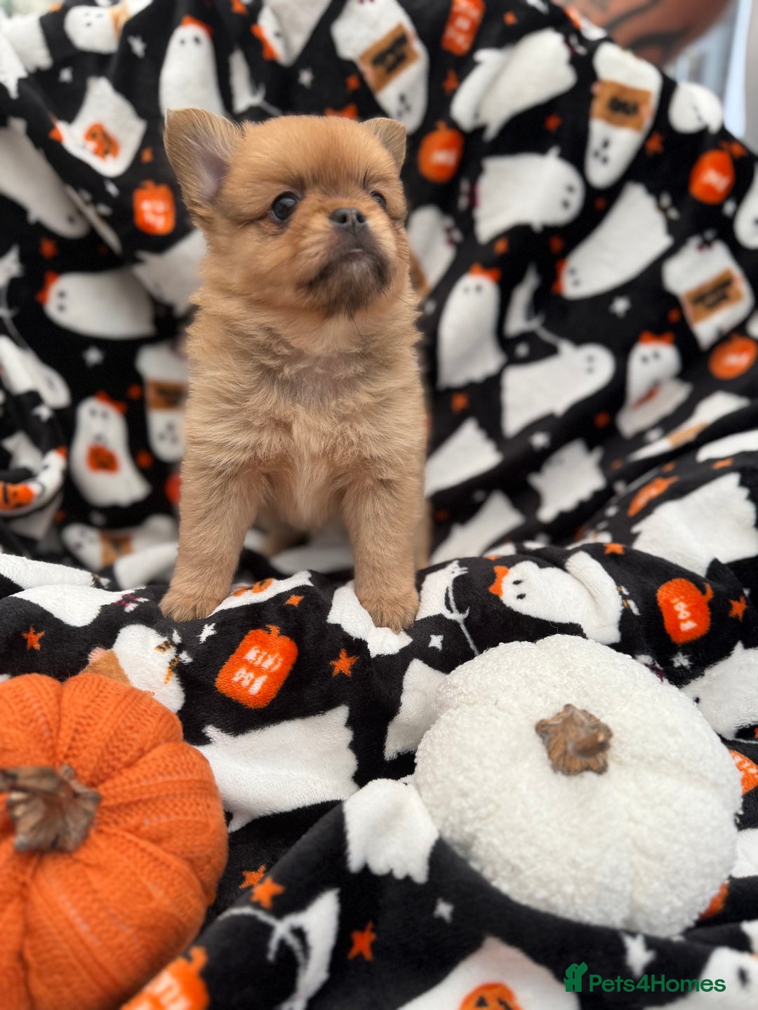 Mixed Breed dogs for sale: NEW BREED! Pomeranian x FULL FLUFFY FRENCHIE  - Image 9
