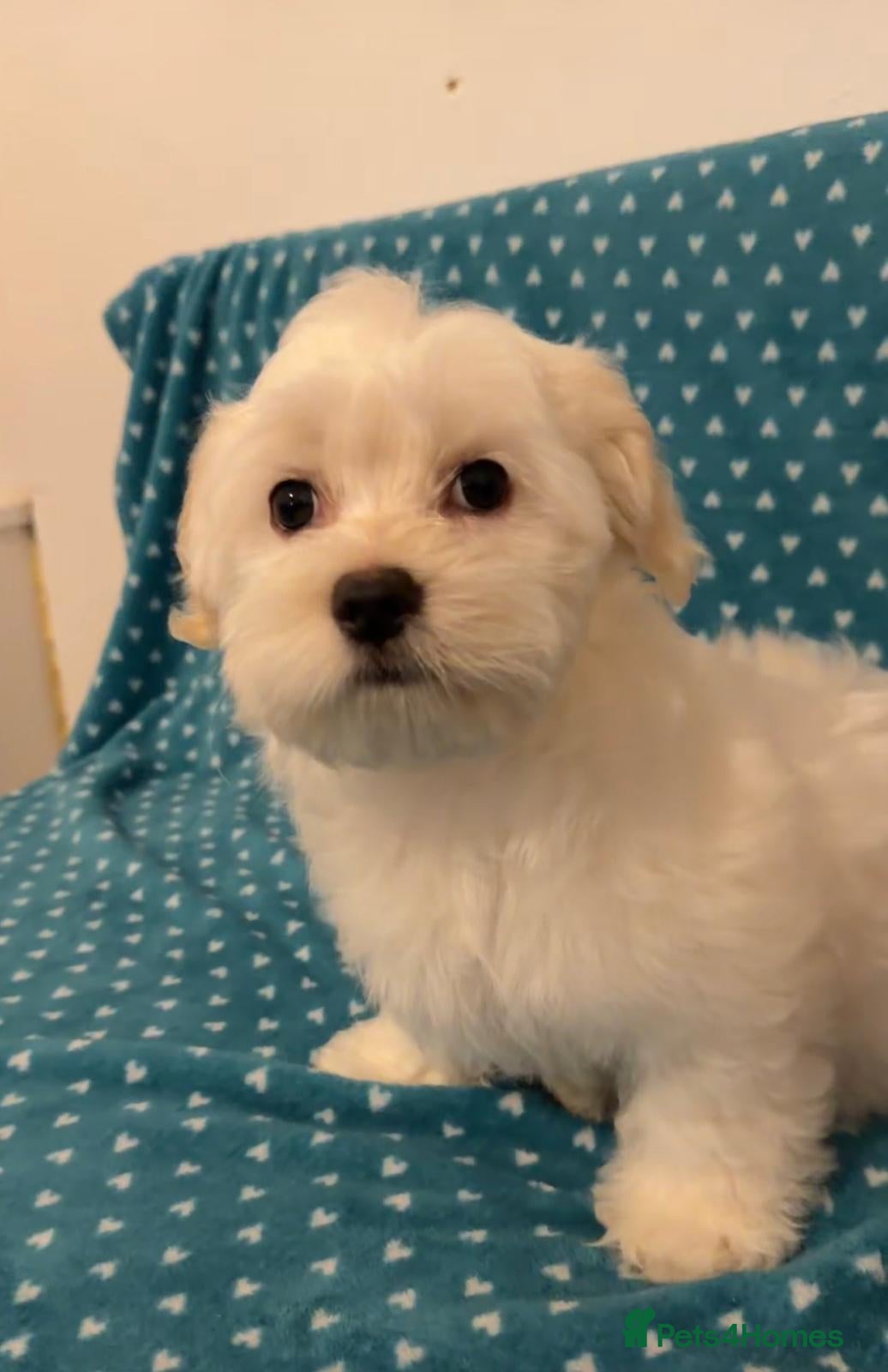 Bichon Frise dogs Bichon malteze - Advert 1