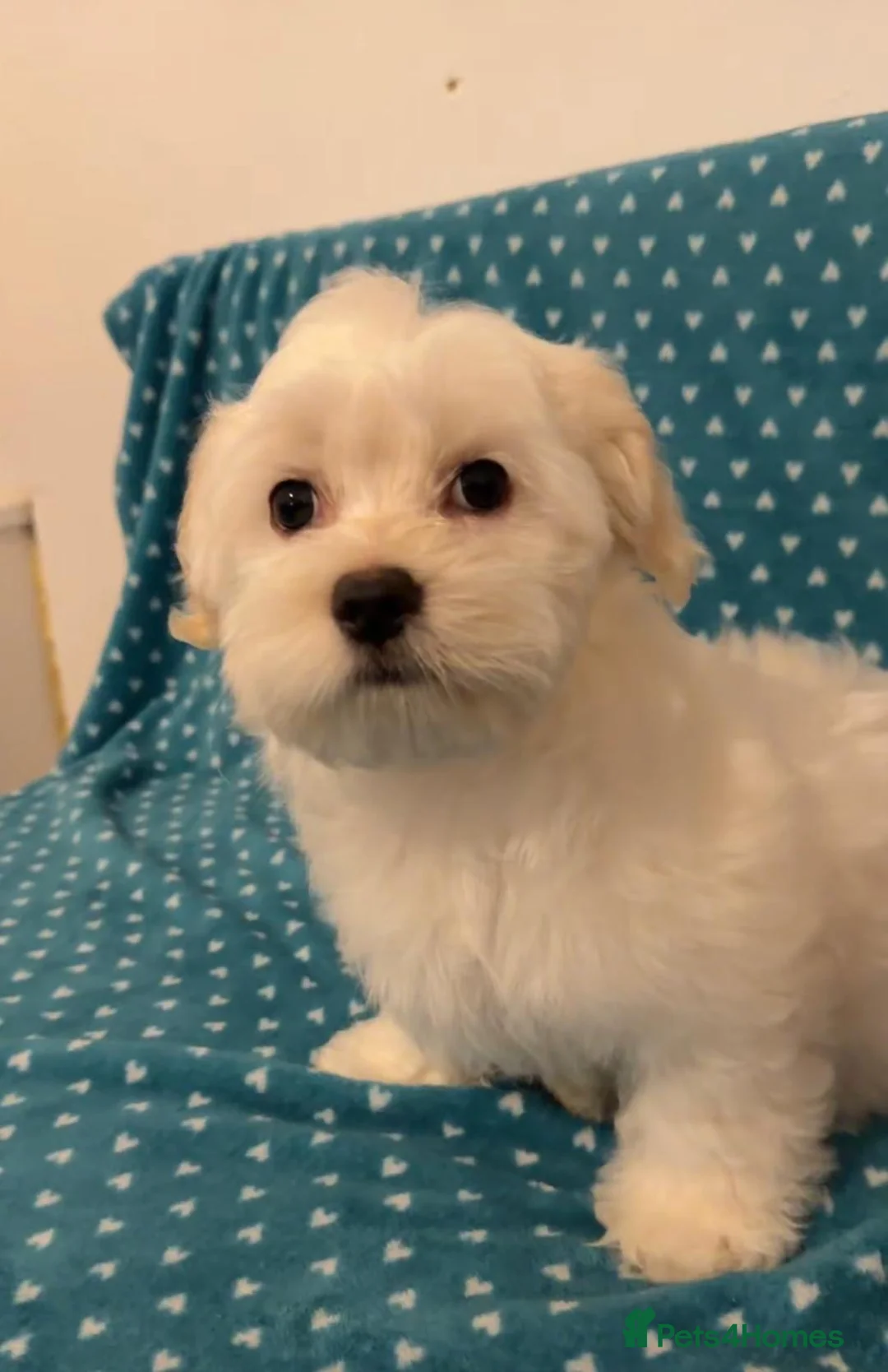 Bichon Frise dogs for sale: Bichon malteze - Advert 1