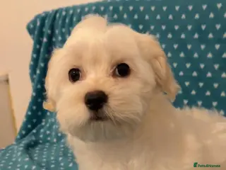 Bichon Frise dogs Bichon malteze - Advert 3