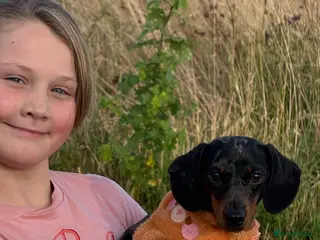 Miniature Dachshund dogs Blue Dapple Adult Female - Advert 3