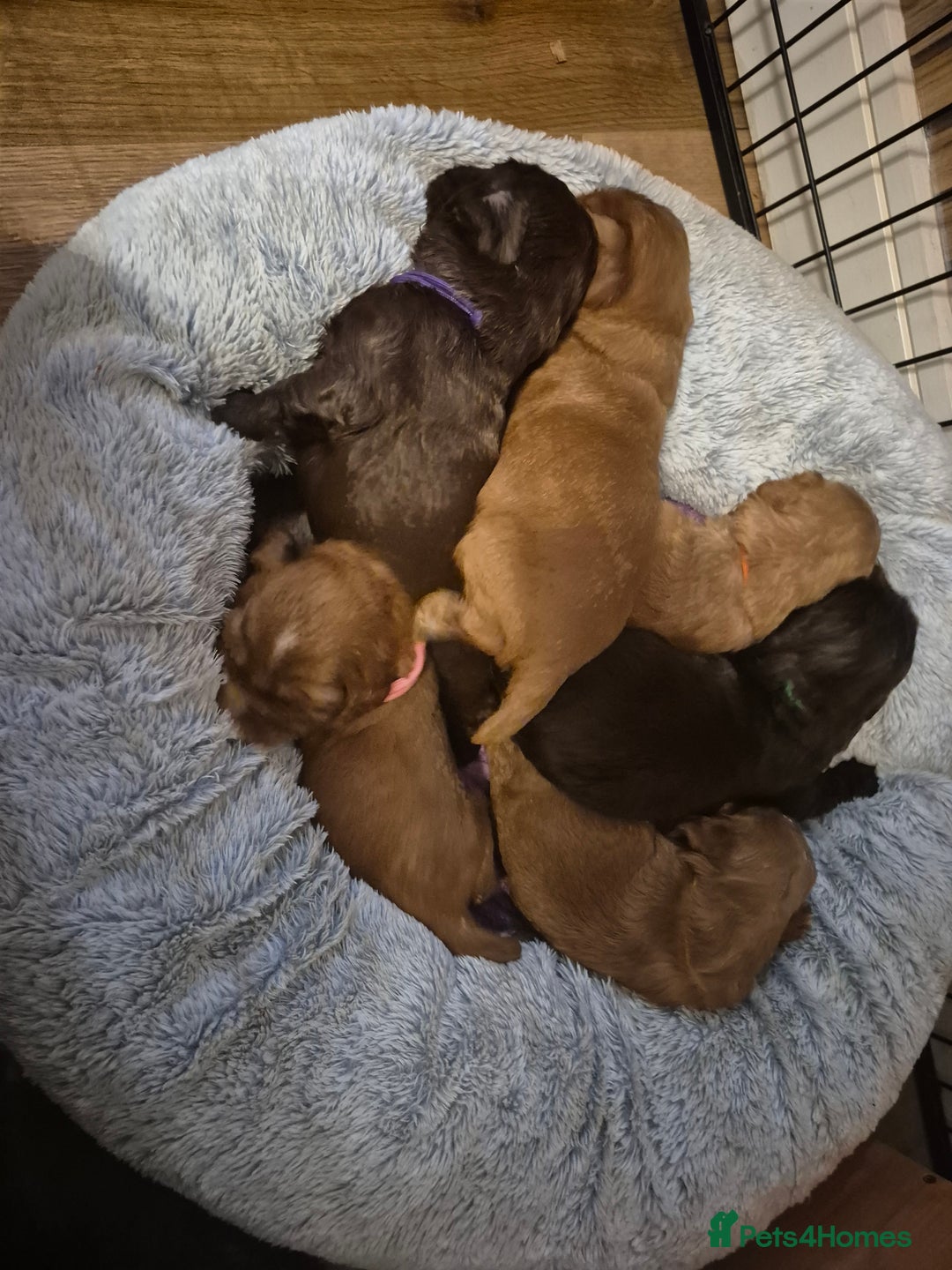 Cocker Spaniel dogs for sale: Ready now🐶X1 boy left🐶working cocker spaniel - Image 11