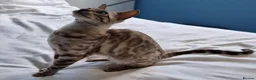 Bengal cats for sale: 12 month old female Bengal ready to leave - Advert 16