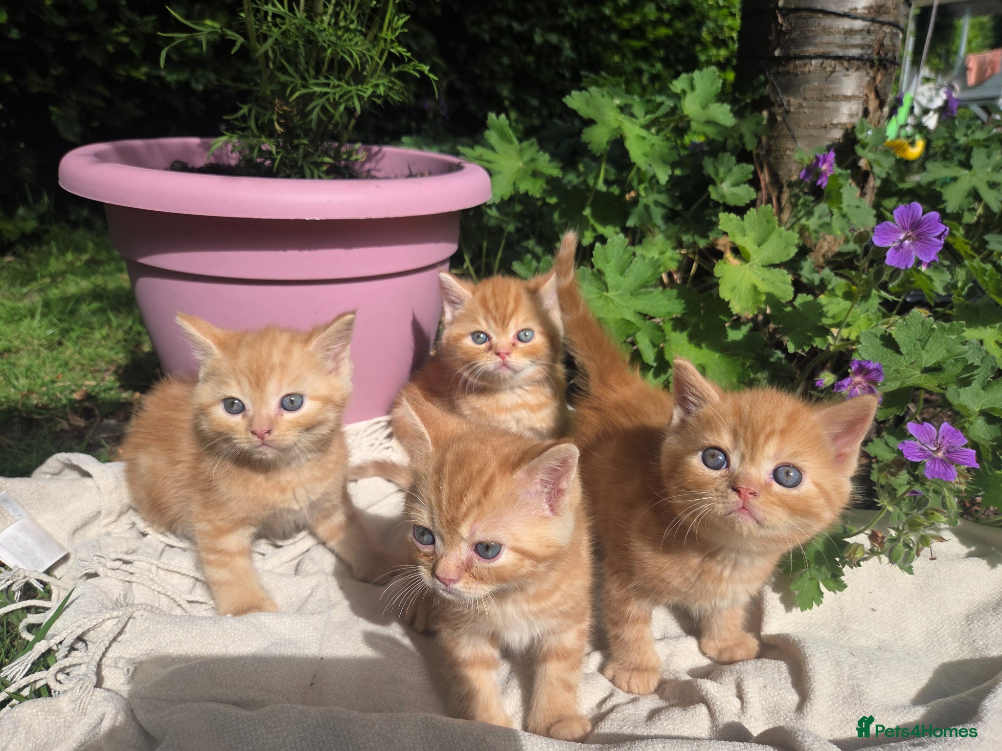 Persian cats for sale: Persian Cross tabby kittens for sale  in Warminster - Advert 34