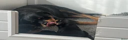 Rottweiler dogs for sale: Rottweiler huge chunky pups ready now 2 girls left - Advert 6