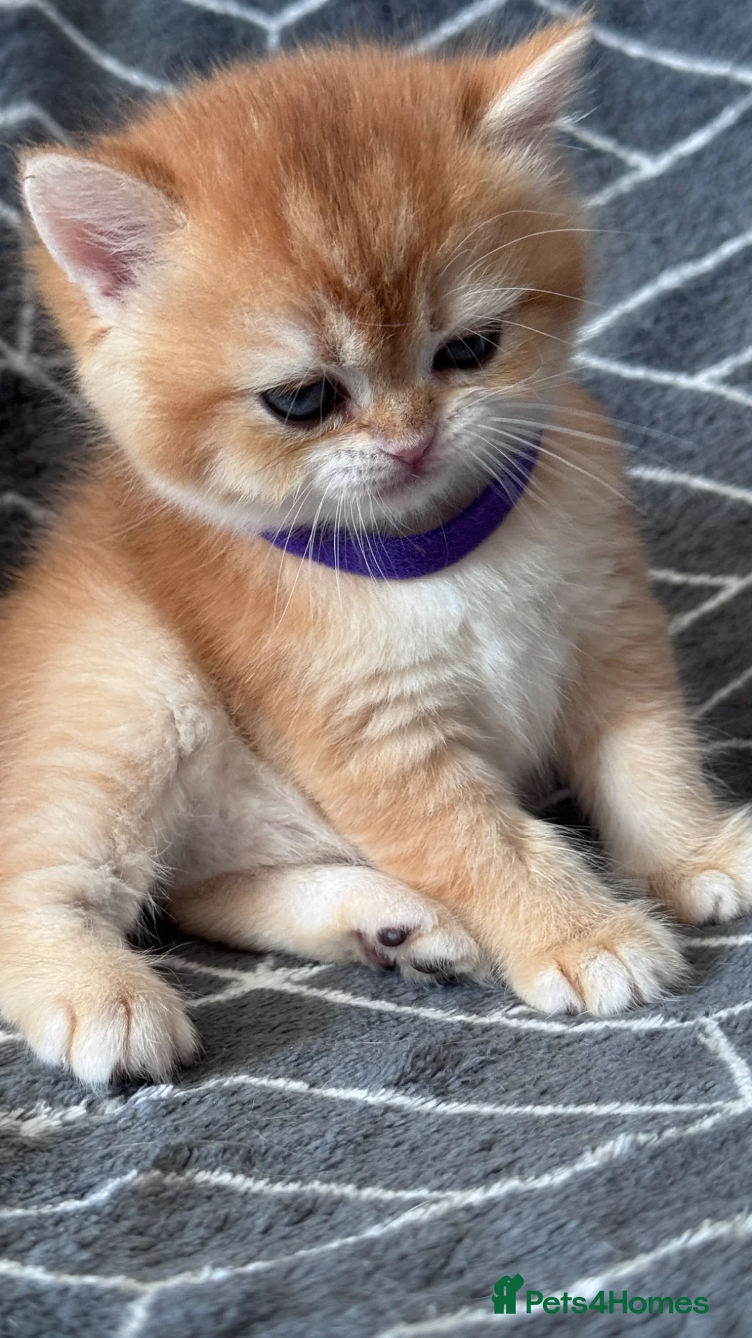 British Shorthair cats for sale: GCCF BSH READY FOR NEW HOME GOLD AND BLUE KITTENS - Advert 36