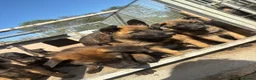 Belgian Shepherd Dog dogs for sale: True to type Belgian Malinois Pups  - Advert 4