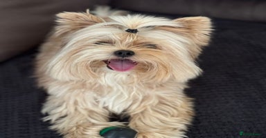 Yorkshire Terrier dogs - Advert 1