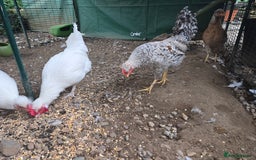 Chickens poultry for sale: Legbars - Image 3