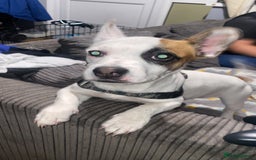 Mixed Breed dogs for sale: Jack Russell/French bulldog - Image 4