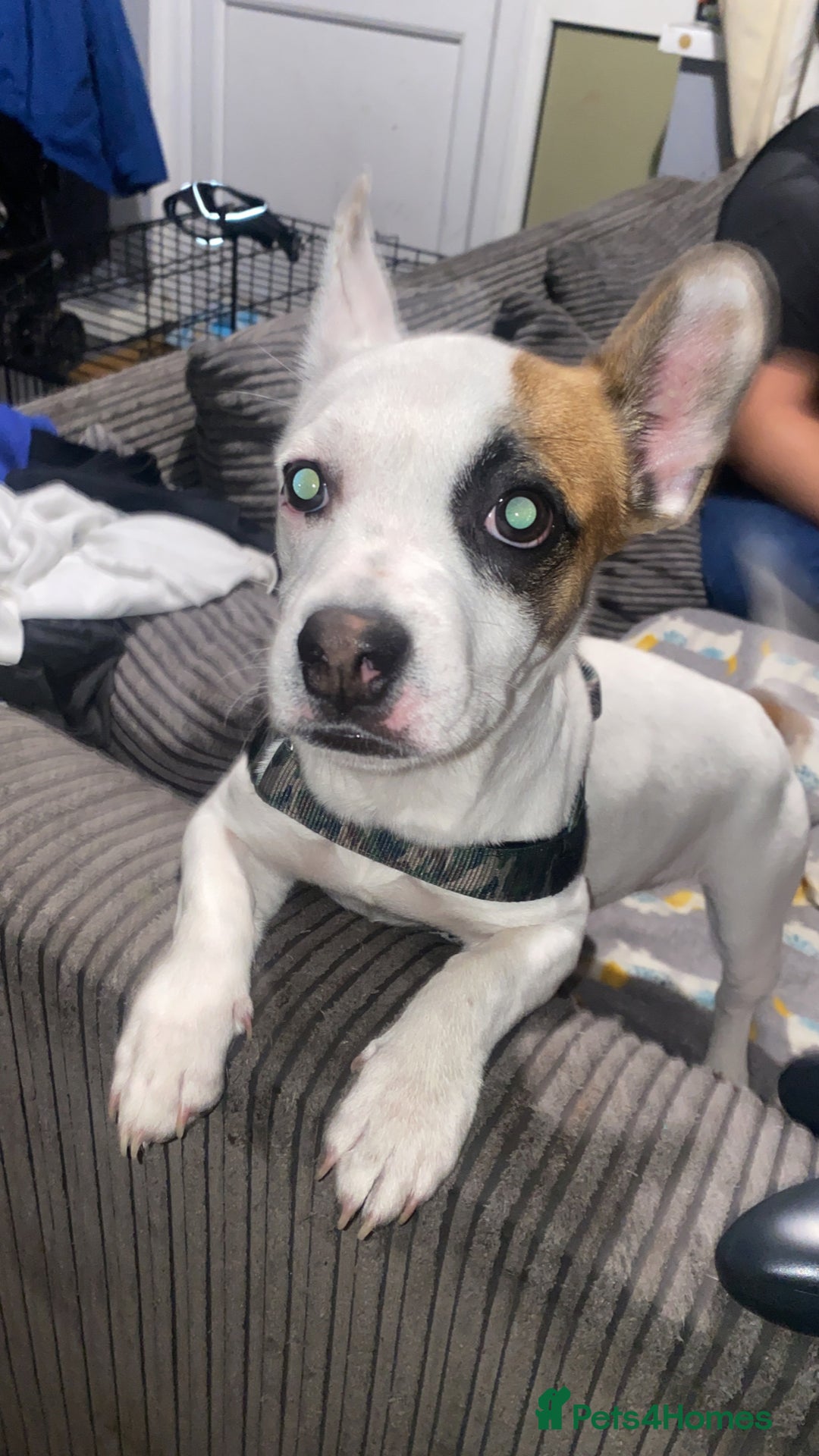 Mixed Breed dogs for sale: Jack Russell/French bulldog - Image 4