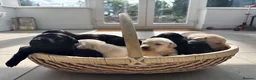 Labrador Retriever dogs for sale: Beautiful Labrador puppies ready THIS weekend - Advert 2