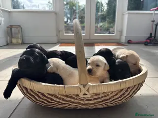 Labrador Retriever dogs Beautiful Labrador puppies ready in October - Advert 10