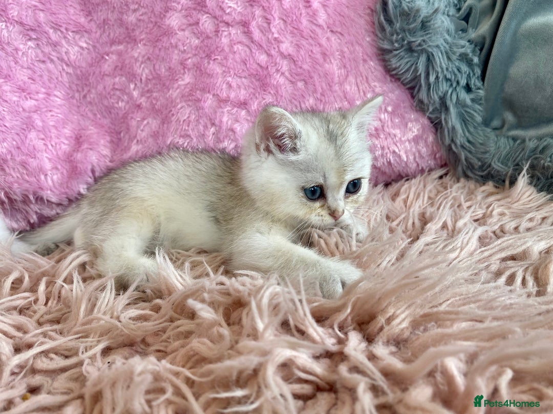 British Longhair cats for sale: British longhair and shorthair  - Advert 8