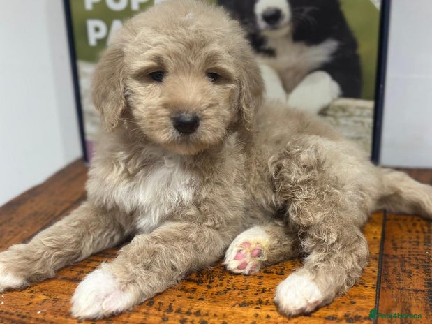 Mixed Breed dogs F1B SAINTBERNADOODLE BOYS AND GIRLS - Advert 3