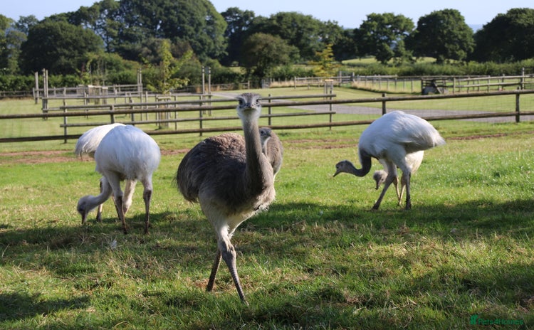 Emus poultry - Advert 3