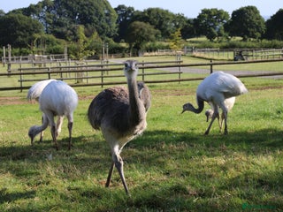 Emus poultry - Advert 3