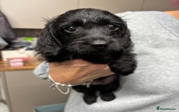 Doxiepoo dogs for sale: doxipoo puppies READY NOW - Image 13