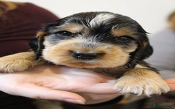 Cocker Spaniel dogs for sale: Beautiful sable show type cocker spaniel puppies - Image 7