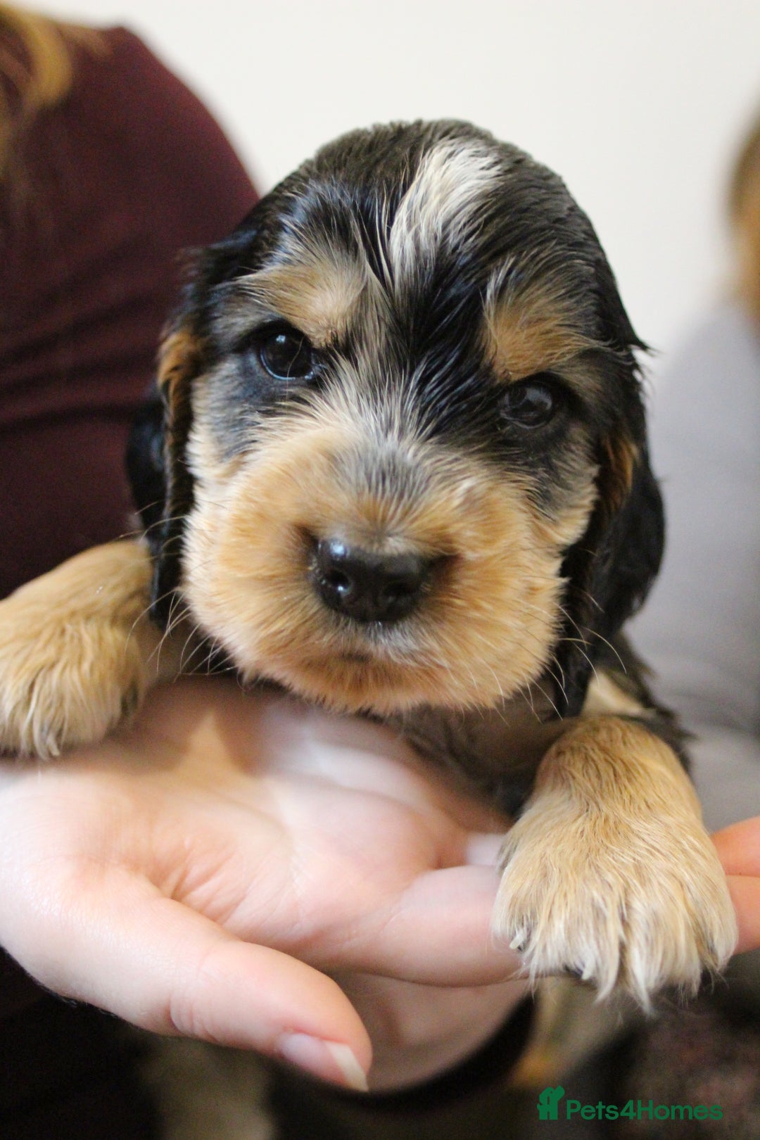 Cocker Spaniel dogs for sale: Beautiful sable show type cocker spaniel puppies - Image 7