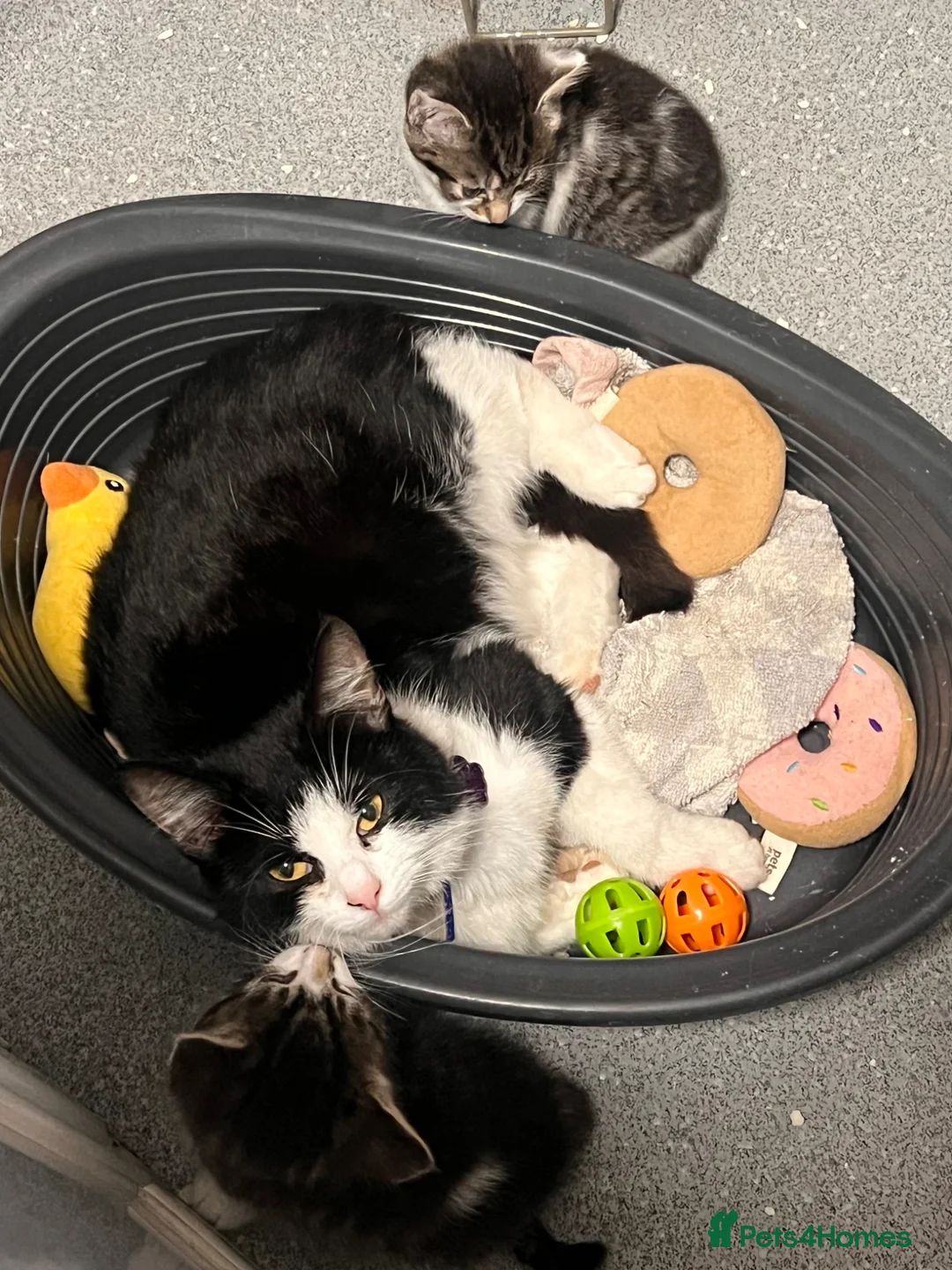 Mixed Breed cats for sale: Last 2 kittens  - Advert 1