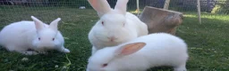 New Zealand rabbits for sale: New Zealand white kits for sale  in Wallington - Advert 5
