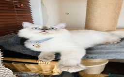 Ragdoll cats for sale: SILKY ADORABLE RAGDOLL KITTEN CHAMPIONLINE - Image 8
