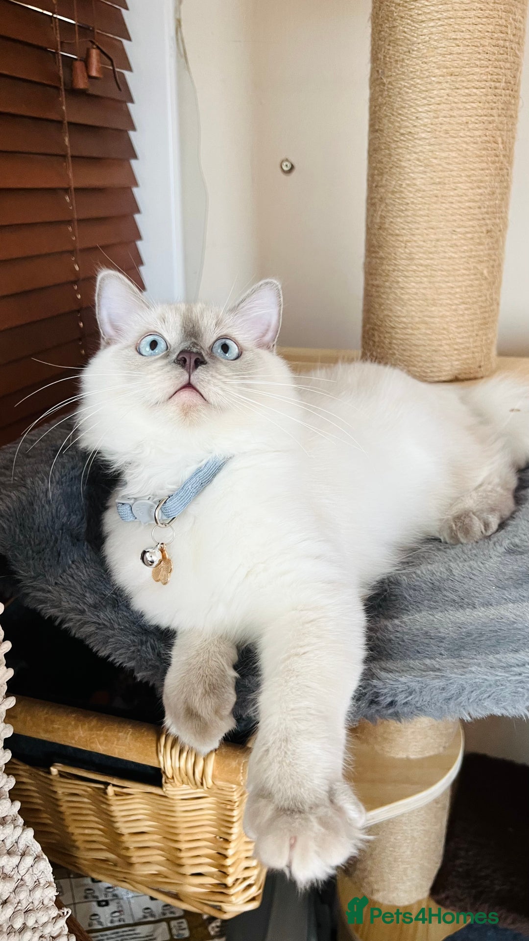 Ragdoll cats for sale: SILKY ADORABLE RAGDOLL KITTEN CHAMPIONLINE - Image 8