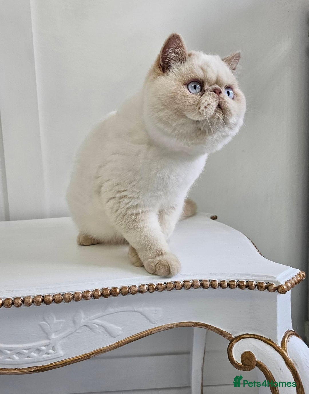 Exotic cats for sale: Chunky GCCF reg pedigree male exotic SH kitten  - Advert 7