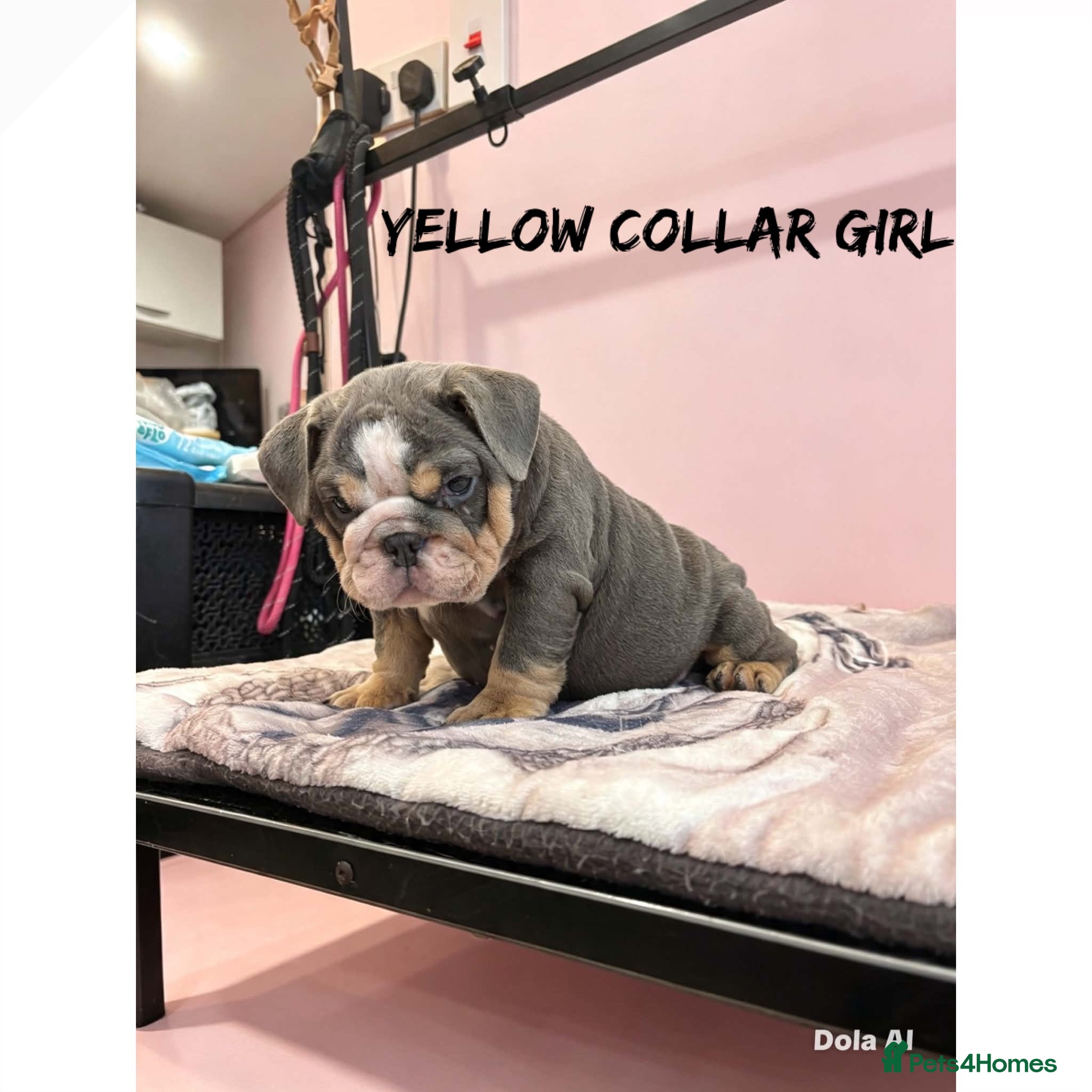 English Bulldog dogs English Bulldog Puppies  - Advert 18