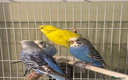 Budgerigars birds for sale: Budgies for sale  - Image 8