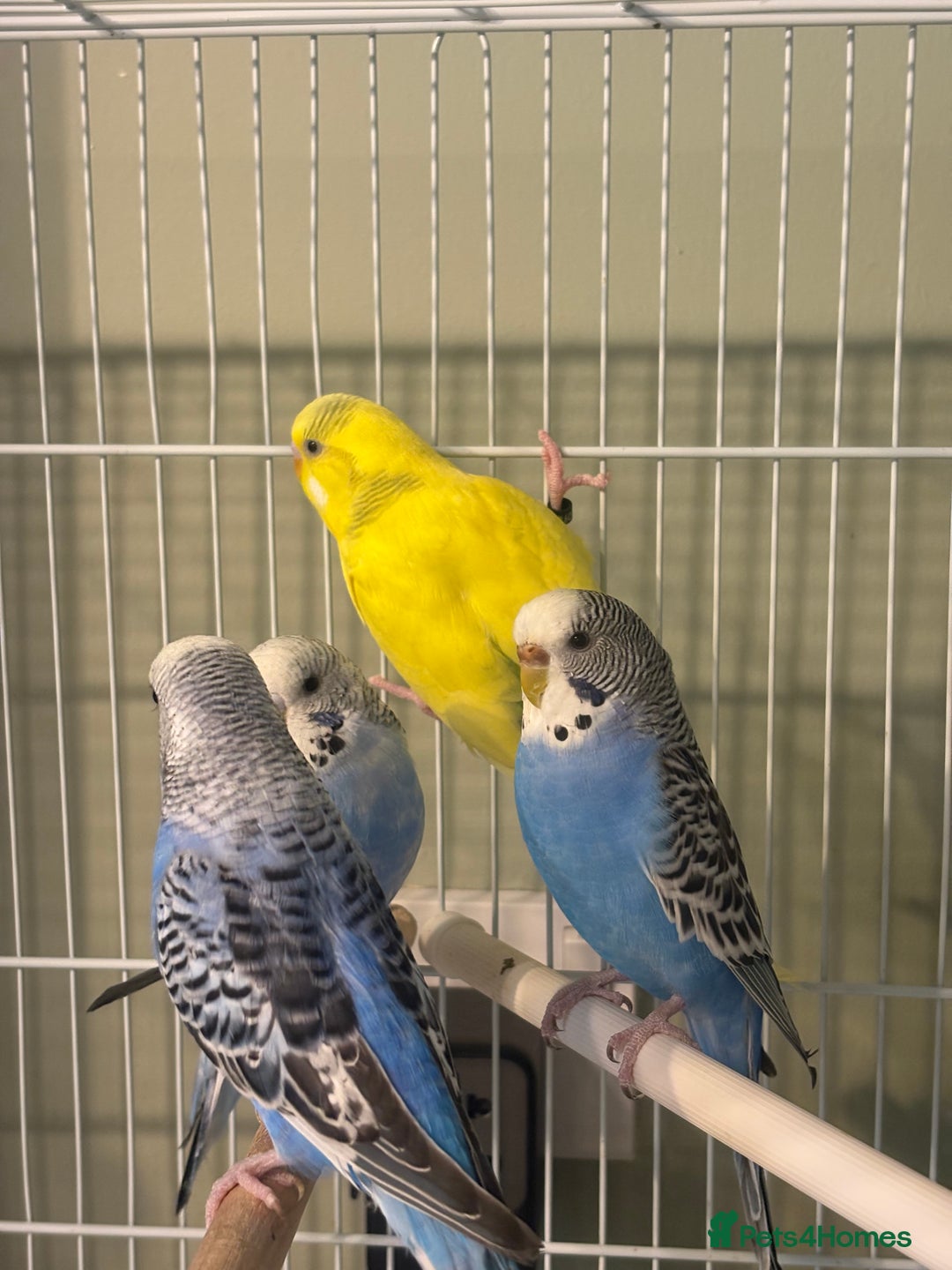 Budgerigars birds for sale: Budgies for sale  - Image 8