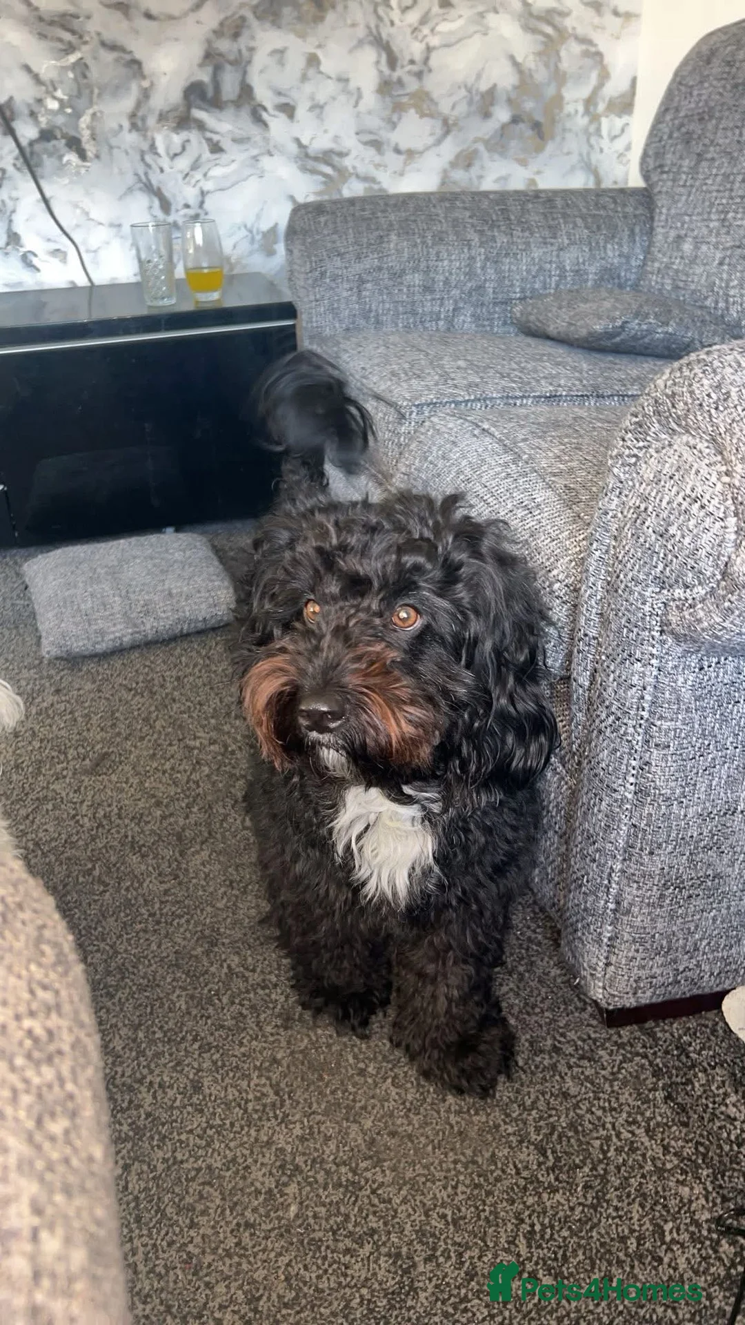 Cockapoo dogs for sale: Cockapoo puppies looking for forever homes  in Sunderland - Advert 1