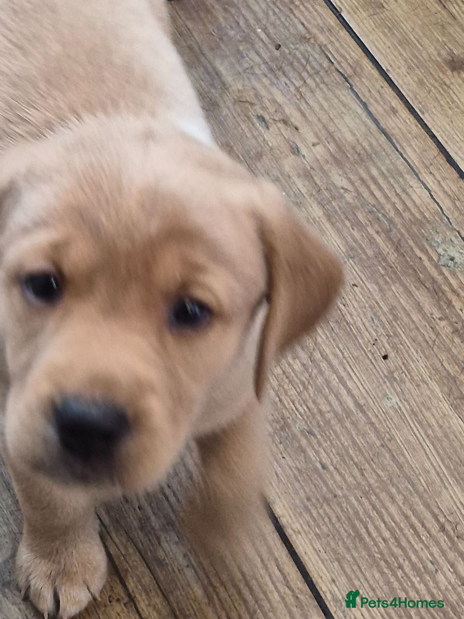 Labrador Retriever dogs Beautiful labrador puppies ready to go  - Advert 1