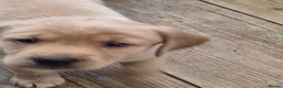 Labrador Retriever dogs for sale: Beautiful labrador puppies ready to go  - Advert 1