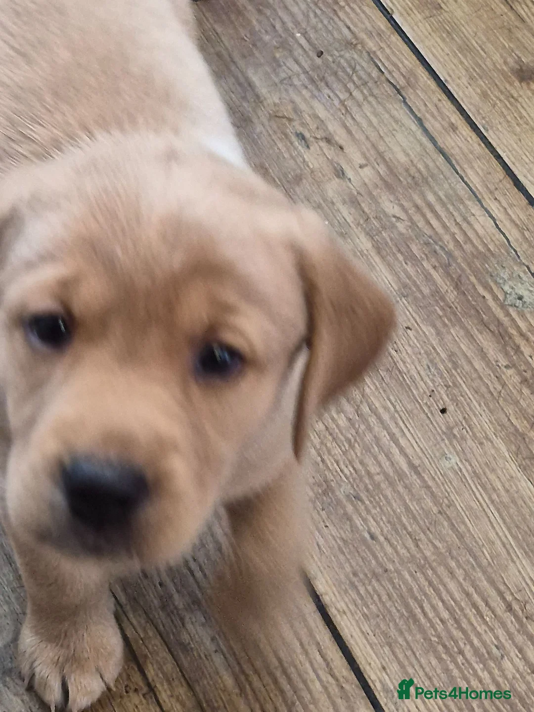 Labrador Retriever dogs for sale: Beautiful labrador puppies ready to go  - Advert 1