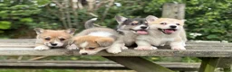 Welsh Corgi Pembroke dogs for sale: Outstanding Welsh Pembrokeshire Corgis  - Advert 11