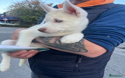 Siberian Husky dogs for sale: Beautiful Siberian Huskies- Last 4 Reduced!! - Image 12