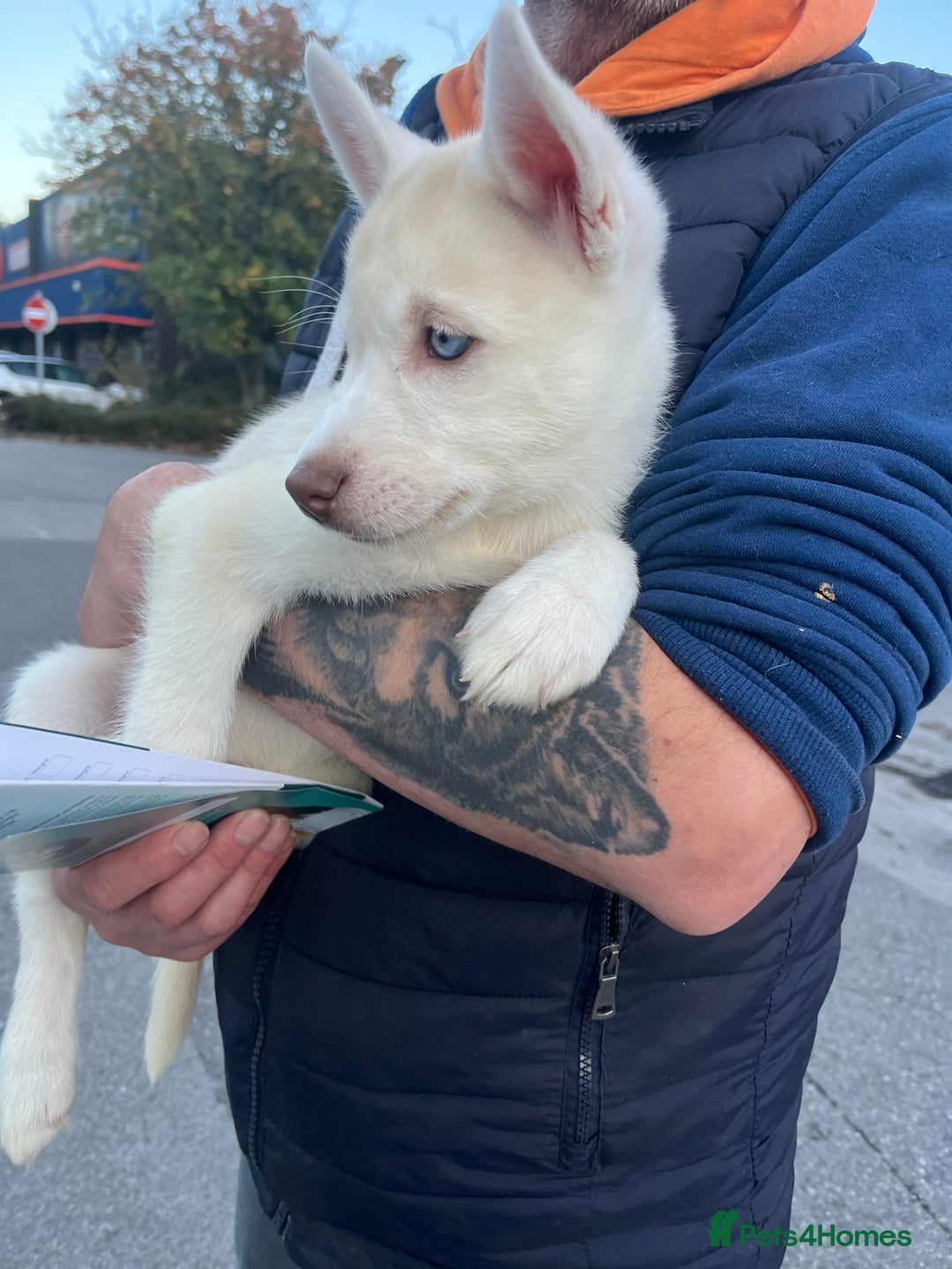 Siberian Husky dogs for sale: Beautiful Siberian Huskies- Last 4 Reduced!! - Image 12