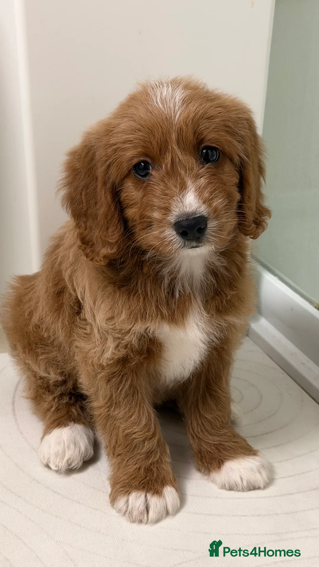 Cockapoo dogs for sale: 1 Cockapoo female puppy to sell - Advert 9